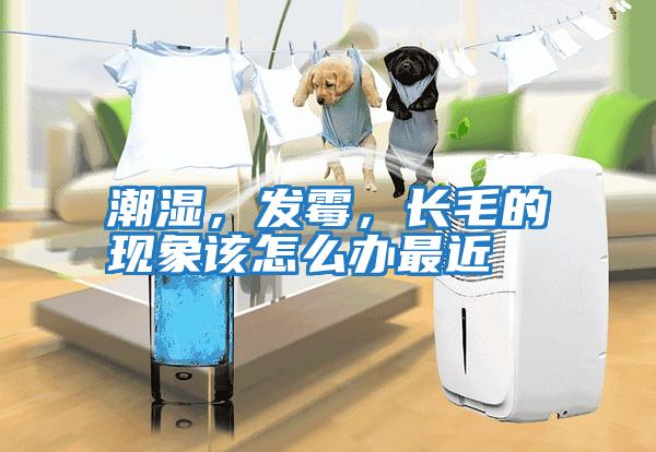 潮濕，發(fā)霉，長毛的現(xiàn)象該怎么辦最近