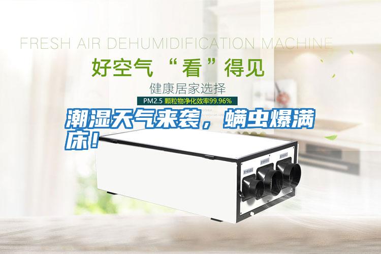 潮濕天氣來襲，螨蟲爆滿床！