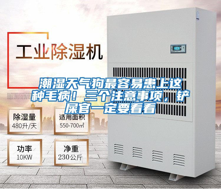 潮濕天氣狗最容易患上這種毛病！三個注意事項，鏟屎官一定要看看