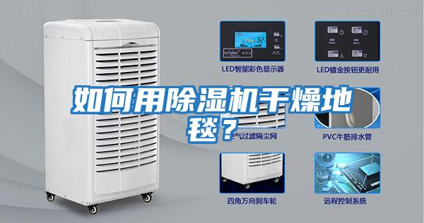 如何用除濕機干燥地毯？
