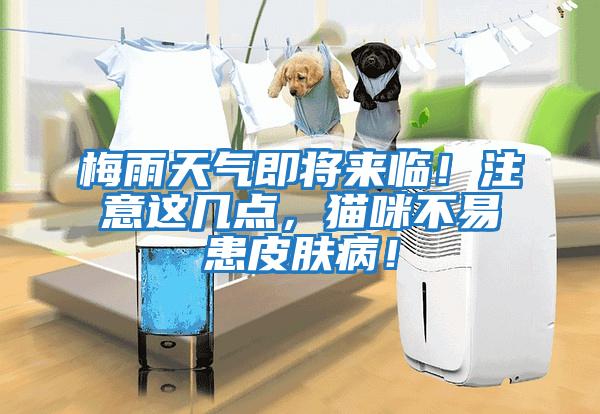 梅雨天氣即將來(lái)臨！注意這幾點(diǎn)，貓咪不易患皮膚病！