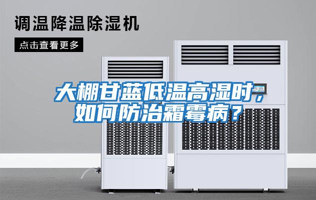 大棚甘藍低溫高濕時，如何防治霜霉病？