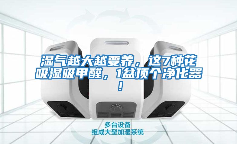 濕氣越大越要養，這7種花吸濕吸甲醛，1盆頂個凈化器！